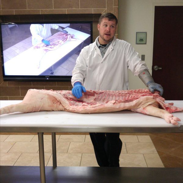 Watching a demo of how to butcher a pig.