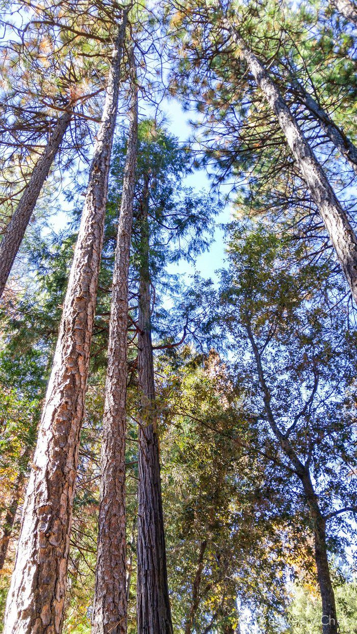 The Weary Chef Thanksgiving 2015 - El Dorado County, California