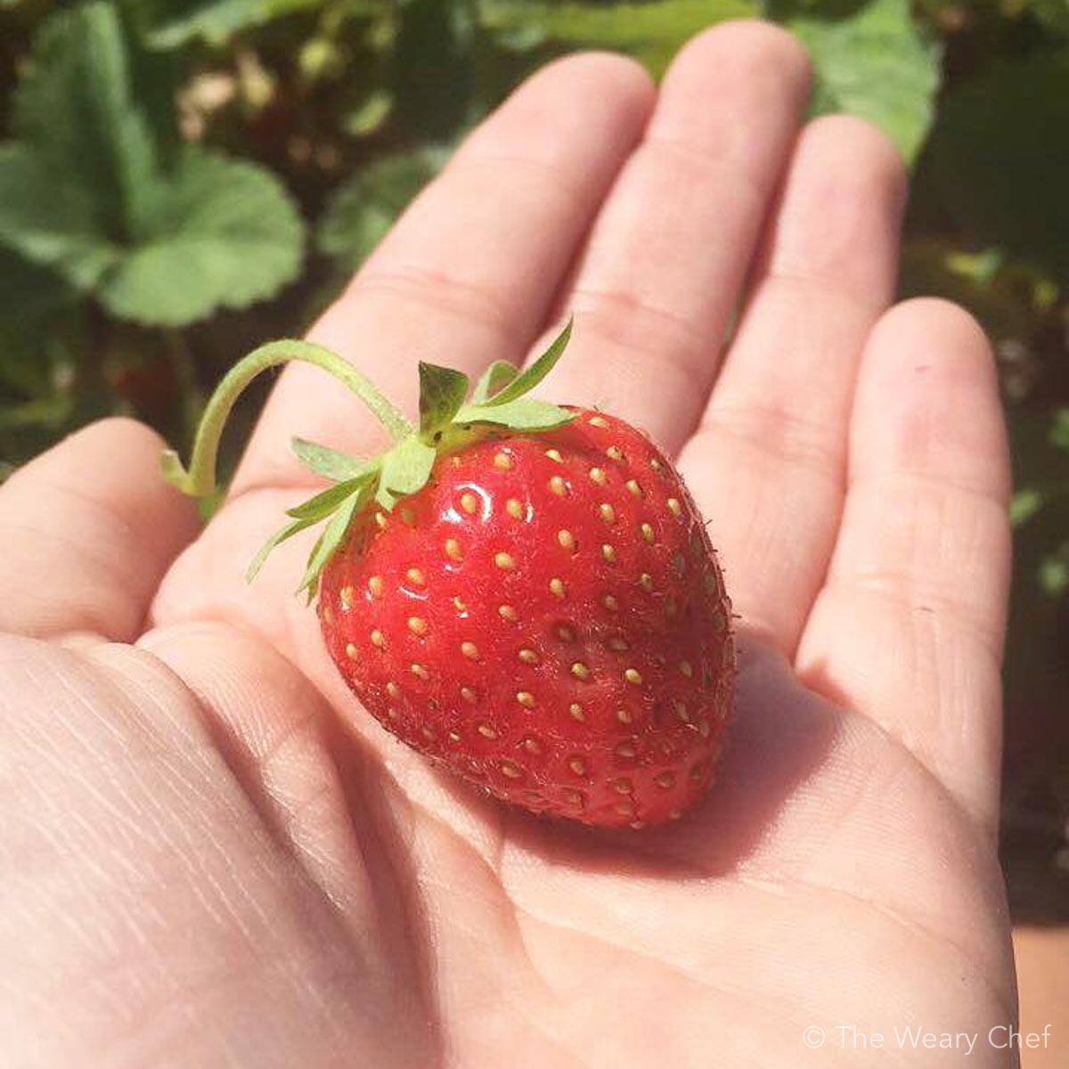 Summer strawberry picking with Crystal from Everyday Adventures :)